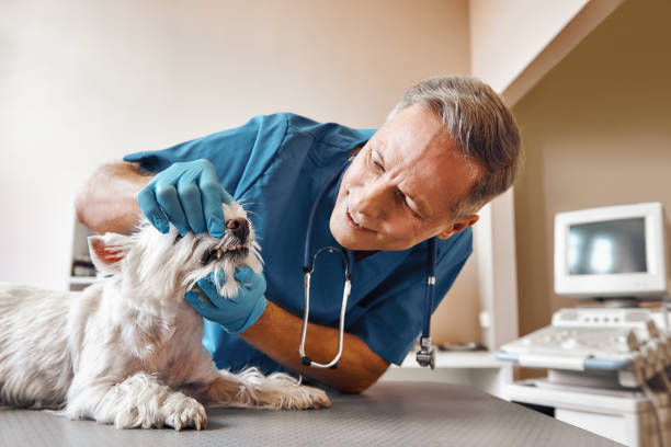 Professional Emergency Dental Service in VA